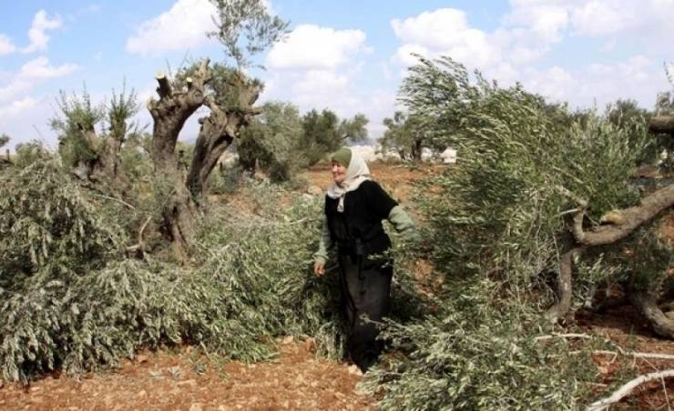 مستوطنون يتلفون 140 شتلة زيتون في بلدة الخضر