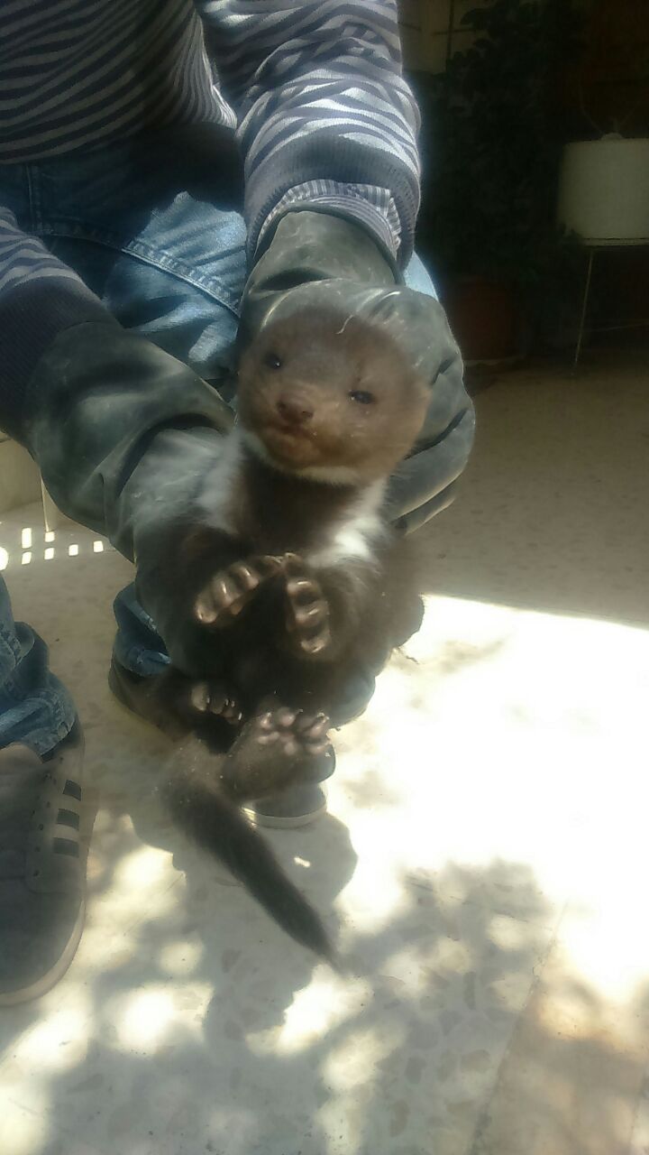 بالصور ..  حيوانات غريبة الشكل يرونها سكان اربد لأول مرة 