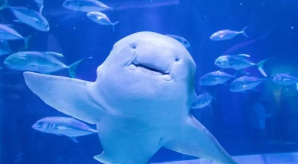 قرش توقع الفائز بمباراة كأس العالم الافتتاحية بين المغرب والبرازيل
