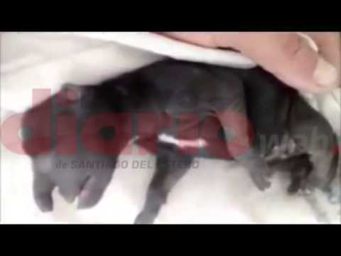 بالفيديو ..  ولادة كلب بخرطوم فيل في الأرجنتين