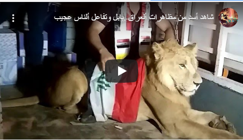 بالفيديو :عراقي برفقة أسد في الاحتجاجات 