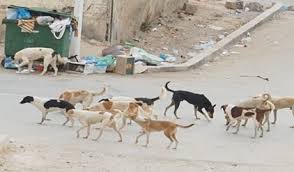 انتشار الكلاب الضالة بين الاحياء السكنية شمال الكرك
