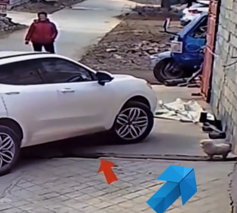 وقف الكلب لينتظر عبور المركبة وحصلت المفاجأة ..  فيديو 