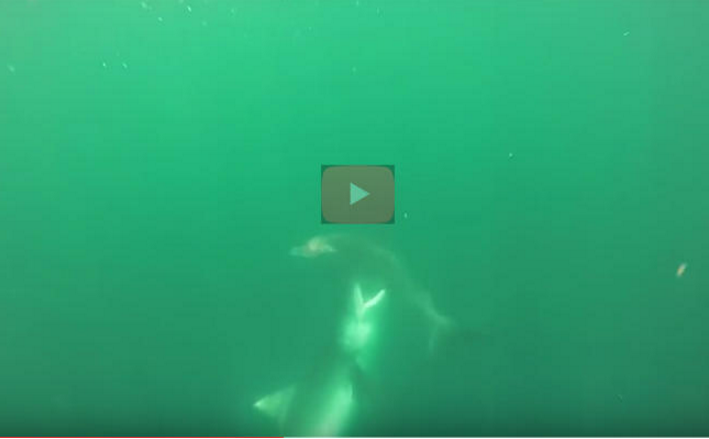 بالفيديو  ..  معركة نادرة بين اثنين من أخطر أنواع القرش