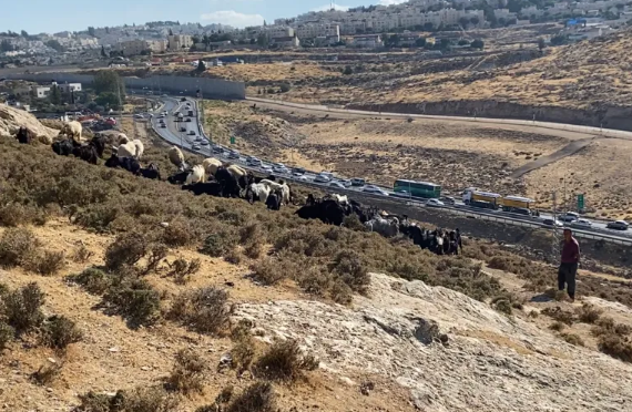 محافظة القدس: التهام المزيد من الأراضي لصالح شارع استيطاني