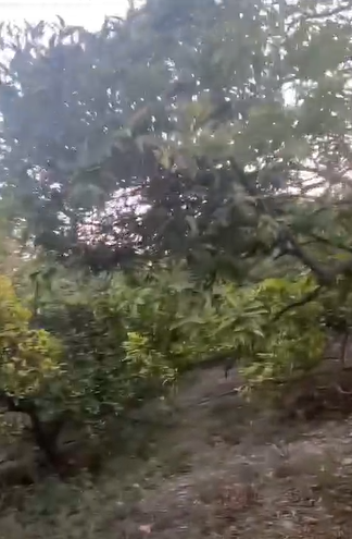 الصقيع يضـرب مجدداً المحاصيل الزراعية وأشجار الحمضيات بالأغوار الشمالية ..  فيديو