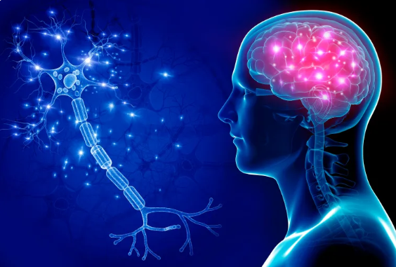 طريقة جديدة لتجديد خلايا الدماغ