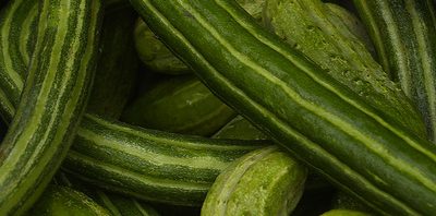 السعرات الحرارية الموجودة في ثمرة القثاء