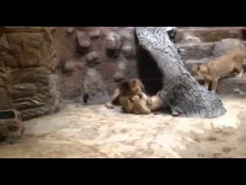 بالفيديو ..  أسد "خجول" يقتل لبؤة في حديقة حيوان