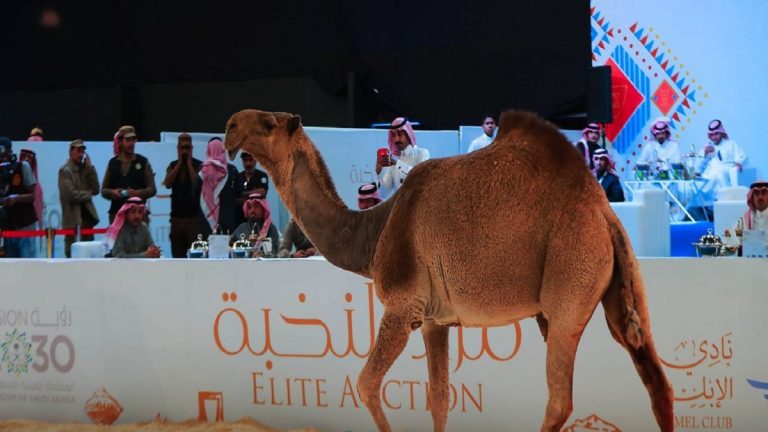 بيع ناقة بـ 186 ألف دولار في السعودية