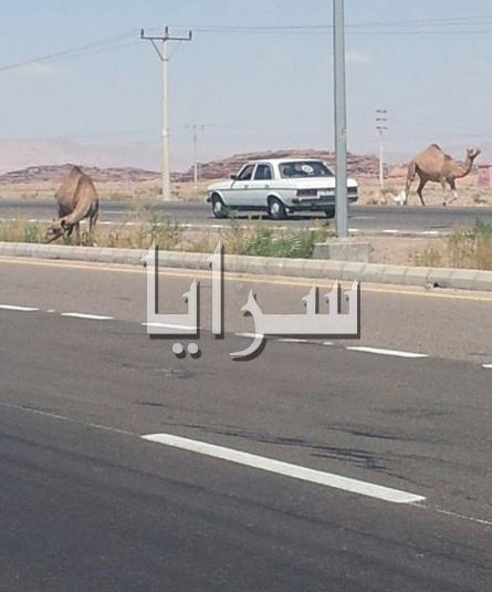 بالصور الإبل تهدد حياة السواقين على طريق القويرة ــ العقبة 