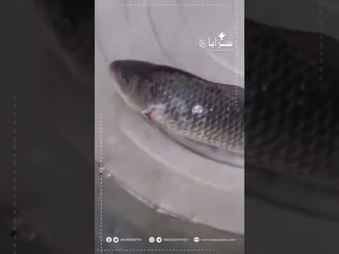 سمك متجمد يعود للحياة بعد وضعه في الماء