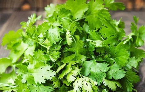 تفسير رؤية الكزبرة في المنام للعزباء