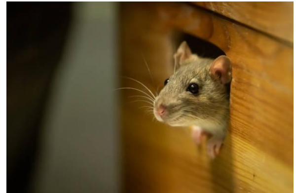 أميركا ..  مرض خطير ينتشر بين الفئران ويؤدي لوفاة البشر