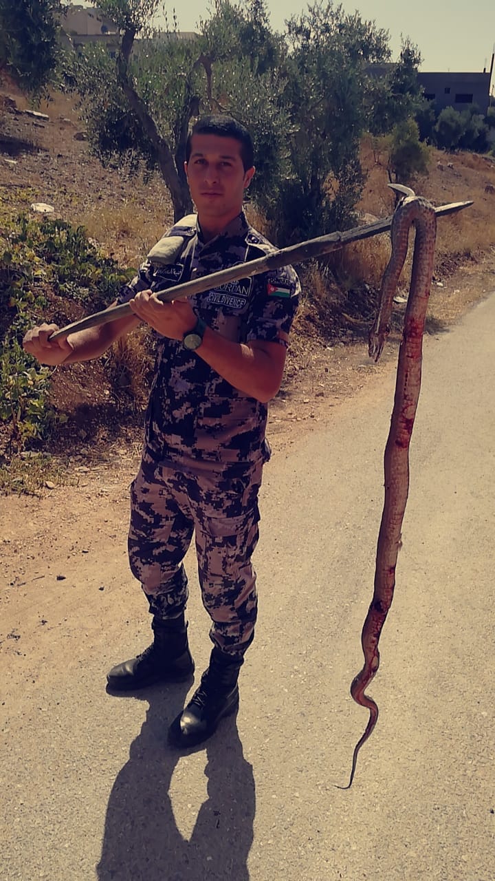 الدفاع المدني يقتل أفعى سامة محافظة اربد