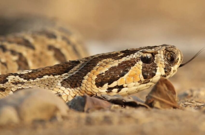 إصابة شخص بلدغة أفعى فلسطين في السلط