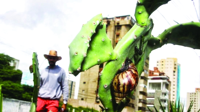 حلازين أفريقية عملاقة تجتاح غربي فنزويلا
