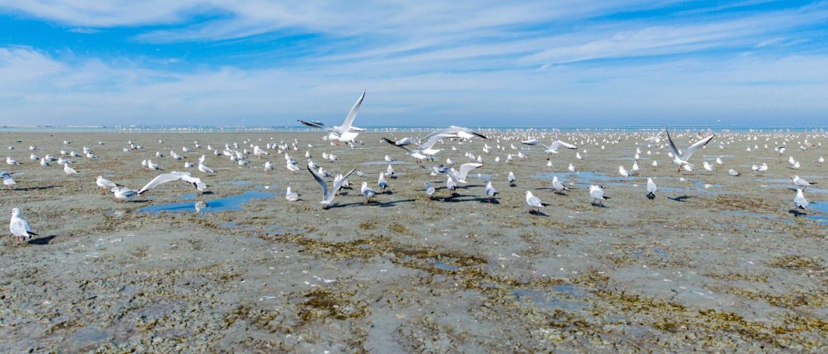 الكويت توثق تنوع الطيور في فعالية العد الشتوي العالمي
