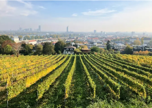 أفضل الأحياء للسكن في مدينة فيينا: عاصمة الجودة والجمال