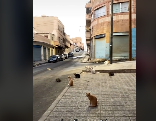 مشهد مثير للغرابة  .. مجموعة كبيرة من القطط تسيطر على شارع بأكمله  .. أين السكان ؟