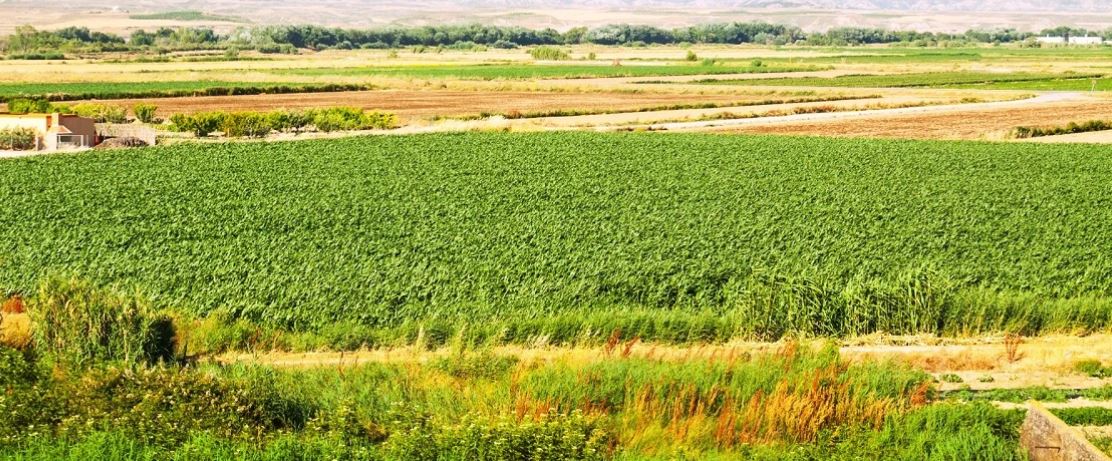 زراعة الأغوار الشمالية تنجز 1779 معاملة إلكترونيا منذ بداية العام