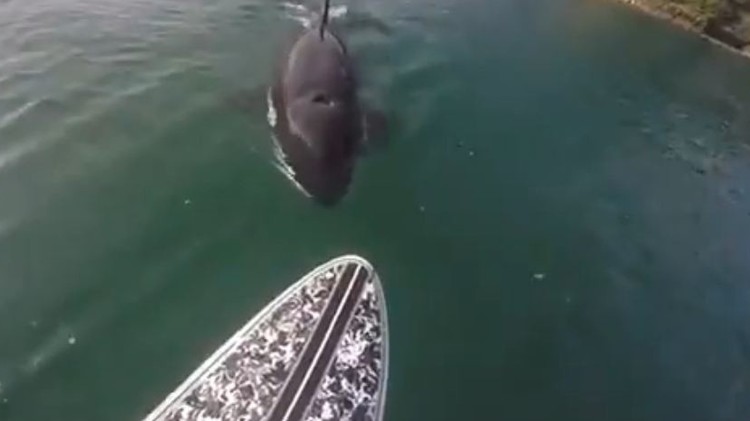 بالفيديو: لقاء غير متوقع مع الحوت القاتل قرب الشاطئ
