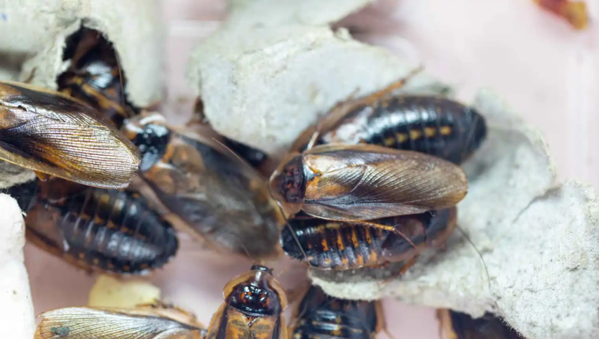 "صرصار" يحوّل البلاستيك إلى طاقة ..  هل وجد العالم حلاً للتلوث؟