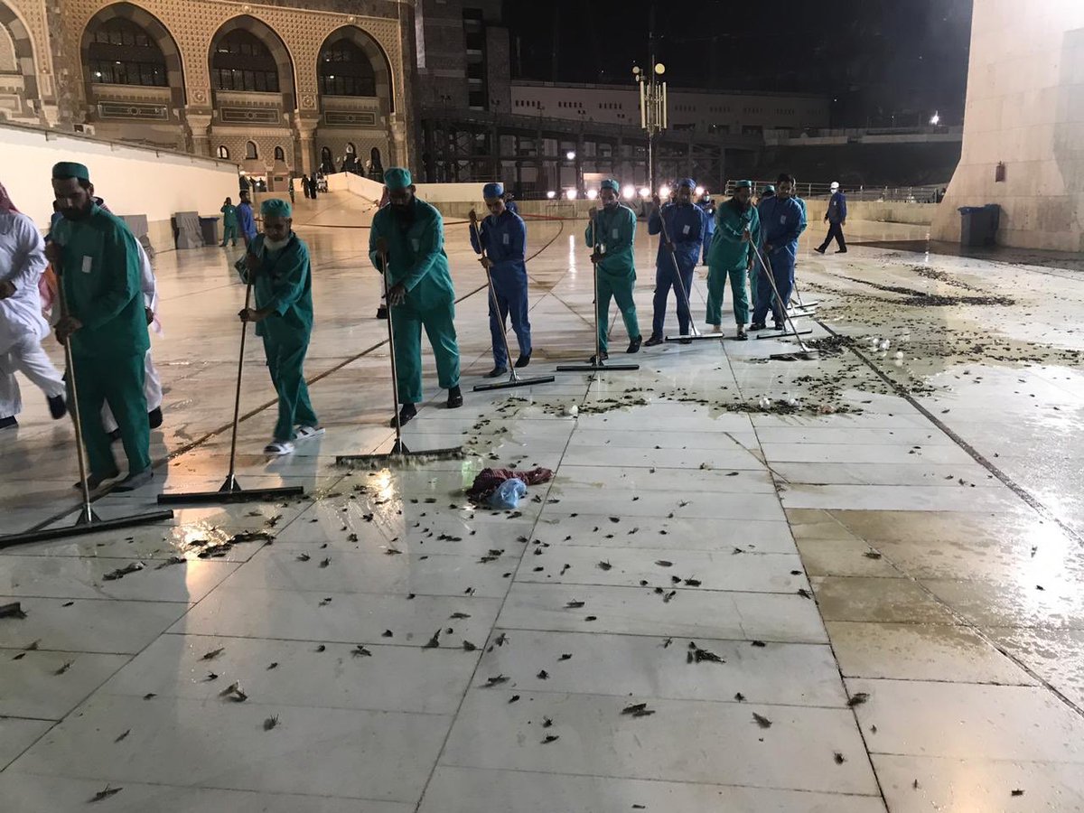بالفيديو  والصور  ..  بعد تطهير الحرم من “الصراصير” ..  الجراد يغزو عدة مناطق بالسعودية 