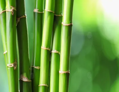 براعم البامبو قد تكون “السوبرفود” الجديد لصحة القلب والسكري