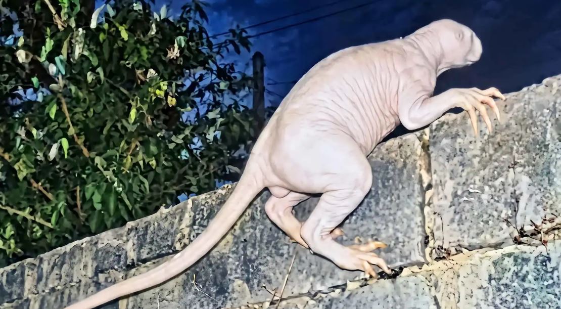 صور لـ "مخلوق غريب" على الحدود الأمريكية المكسيكية تثير الجدل  
