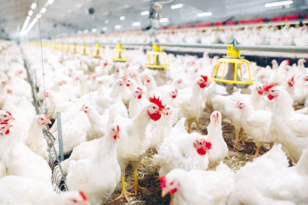 وزير الزراعة يكشف سبب اختفاء الدجاج من الأسواق الأردنية