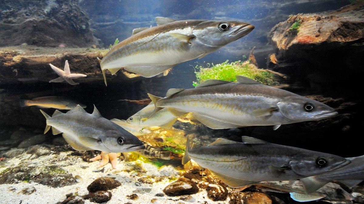 دراسة: هرمون منع الحمل يتسرب إلى المياه ويصيب الأسماك بـ "العقم"