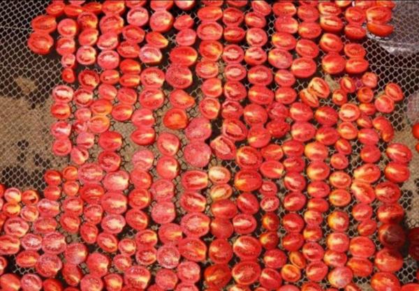 قرية مصرية تشتهر أوروبياً بسبب الطماطم