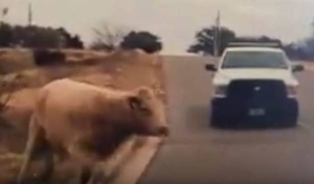 بالفيديو: الشرطة تطارد بقرة لمدة ساعتين في تكساس!