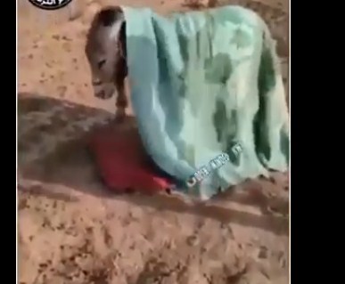 بالفيديو  ..  حمار "مُدلل" ينام على "مخده" و فوقه غطاء 