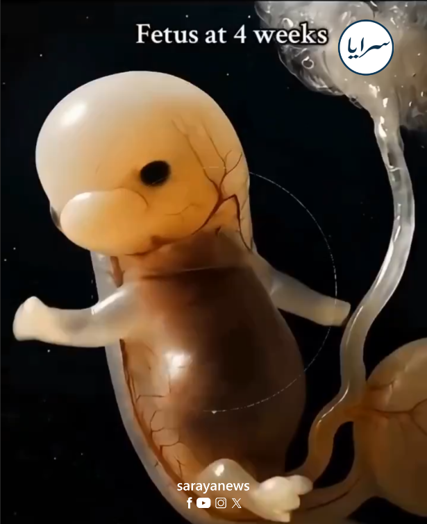 بالفيديو  ..  شكل الجنين في الأسبوع الرابع يذهل المتابعين