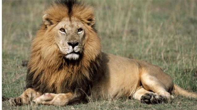 أسد المعادي ..  تفاصيل ضبط حديقة حيوان في منزل مصري