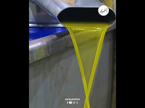 نصيحة للأردنيين قبل شراء الزيت... أيهما أفضل: "السقي" أم البعل؟