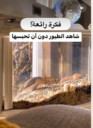 ألطف ما ستراه اليوم  ..  شاهد جمال الطيور دون أن تحبسها 