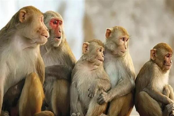 الصحة العالمية تتوقع ظهور المزيد من حالات جدري القرود 