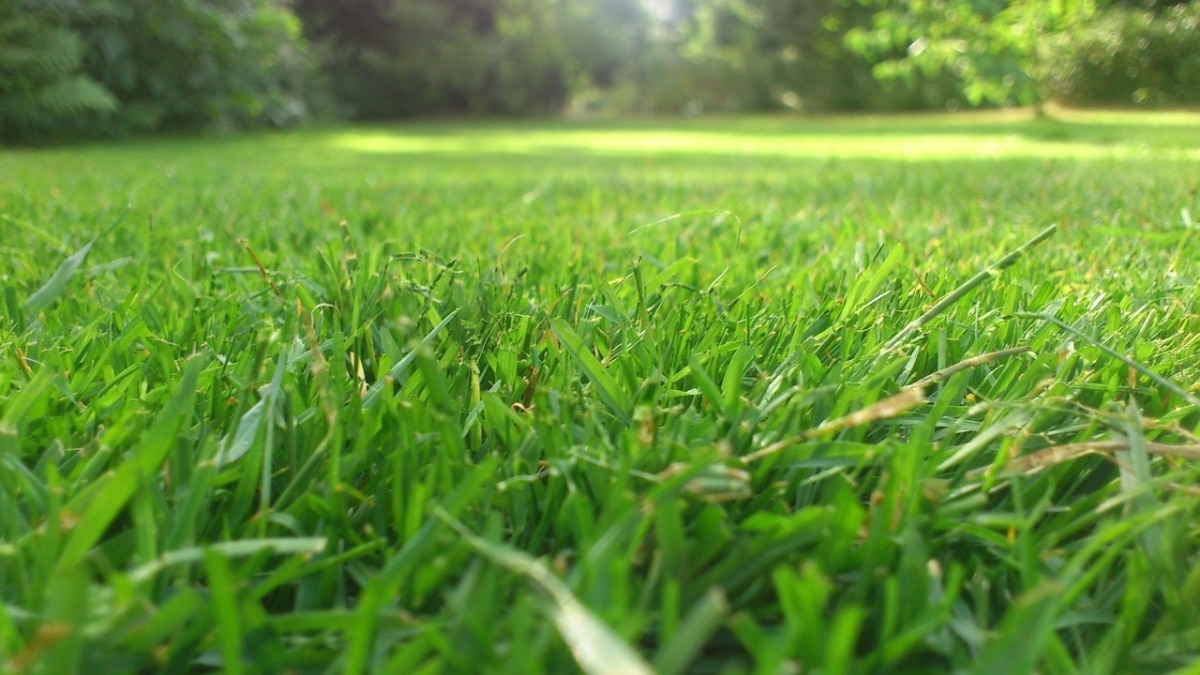 تفسير حلم رؤية العشب الأخضر في المنام
