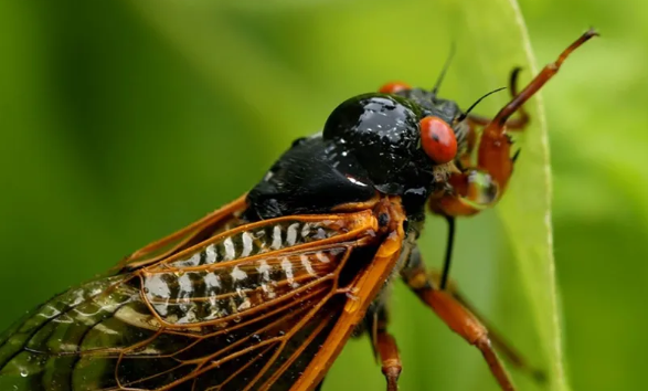 مليارات الحشرات تستعد لغزو الولايات المتحدة