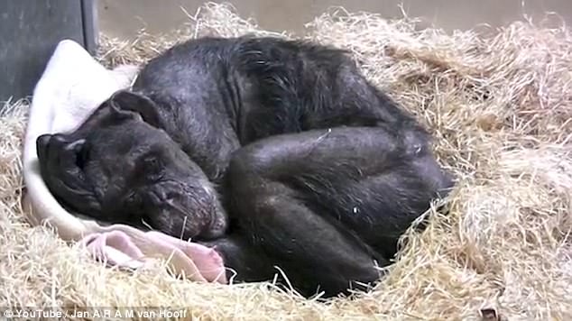 بالفيديو والصور ..  نهاية مؤثرة لقرد "شمبانزي" يودع صديقه القديم "البروفيسور" اثناء سكرات الموت