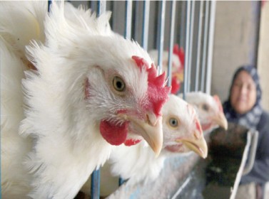 أسعار الدجاج اللاحم ترتفع 22 % في الربع الثاني