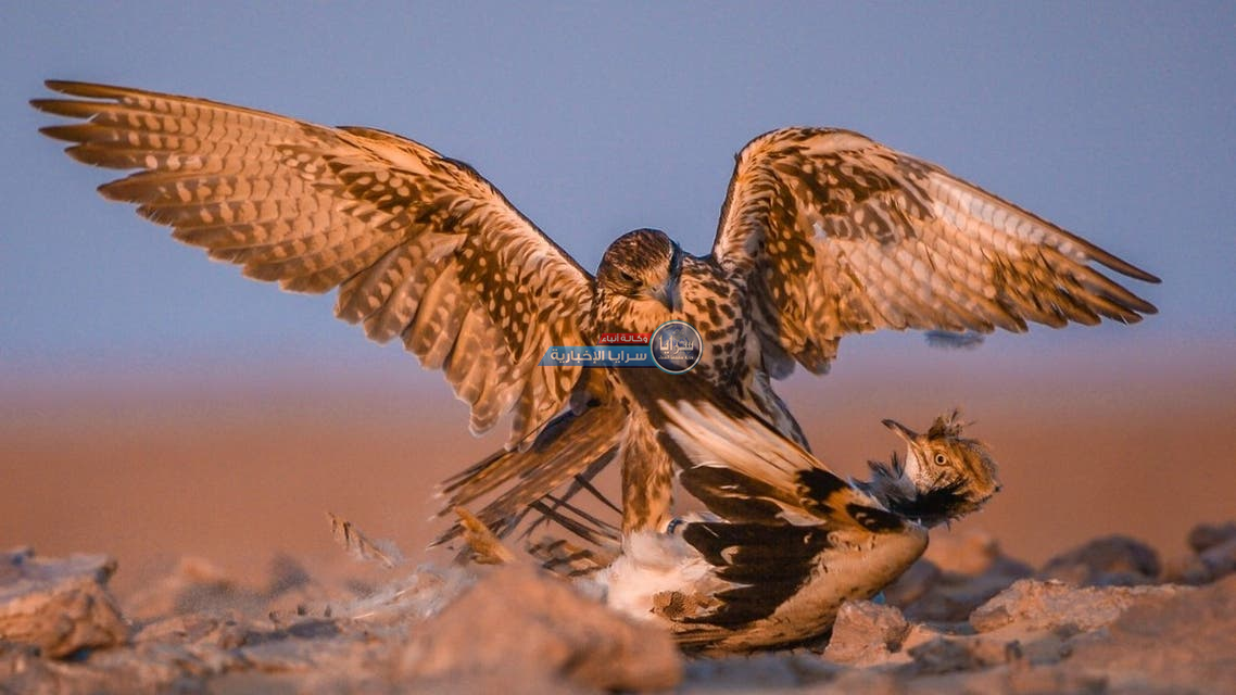 صور ساحرة ..  شاهد طائر القمري المهاجر في السعودية