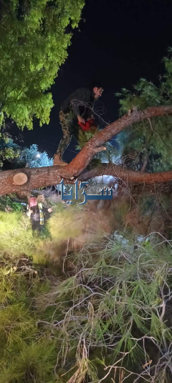 سقوط شجرة ضخمة في راجب بعجلون إثر غزارة الأمطار وإزالتها فورا .. فيديو وصور 