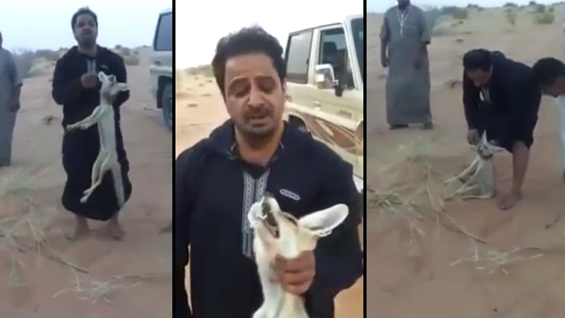 فيديو: أبو حواس يعذب ثعلبًا أكل دجاجات ابنه ويعتذر من الحياة الفطرية
