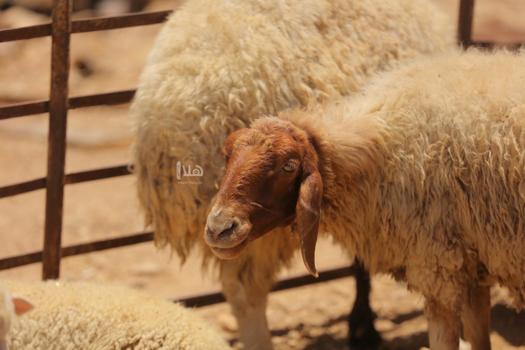 بلدية شرحبيل بن حسنة تحدد أماكن بيع الأضاحي