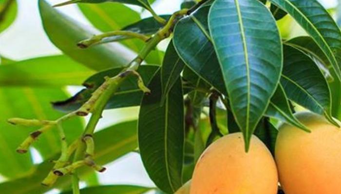 أوراق المانجو ..  فوائد طبية وجمالية للشعر والجسم