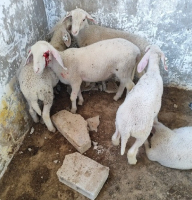 حتى الحيونات لم تنجو … مستوطنون يقتلون خرافا في الخليل- الفيديو 